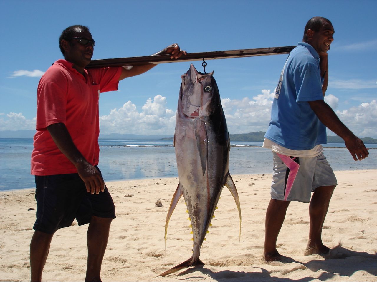 seedicksurf.com - Daily Hot shot- 130lb Tuna in Fiji